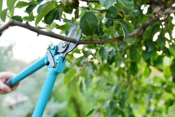 Best Arborist Services Near Me  in Redondo Beach, CA